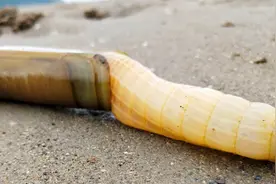 沙滩上小孔会喷水，原来小洞眼藏着大蛏子，挖出一个比巴掌大视频封面