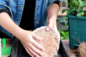 手把手教你制作酸性土，黄泥也能变营养土，种啥花都旺