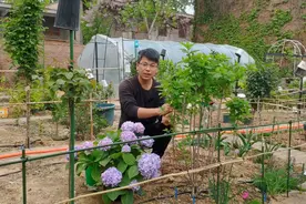 圆锥绣球东北也能露天越冬，教你如何修剪，让它开花更多