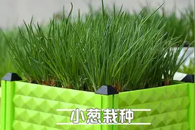 几分钟学会在家种小葱，掌握几个技巧，采摘一茬接一茬视频封面