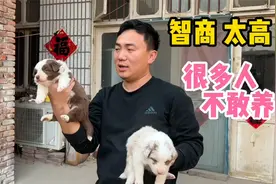 由于智商太高，很多人都不敢养的狗，而且是百年难遇的红陨石边牧