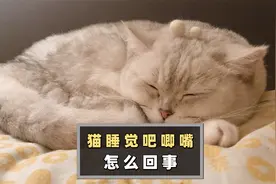 猫睡觉吧唧嘴怎么回事？