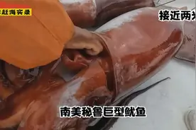 南美秘鲁抓鱿鱼，属于深海巨型鱿鱼接近两米长，最少在30多斤以上视频封面