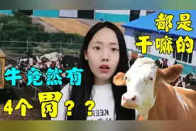 牛有四个胃你知道吗？除了消化饲料外还有大用途，快来了解一下！