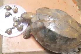 乌龟吃蜗牛一个接一个，网友：乌龟竟然喜欢吃蜗牛，还真没发现视频封面