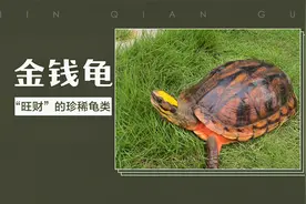 金钱龟——因浑身是宝野外几近灭绝的国家二级保护动物视频封面
