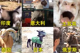 不同国家的羊叫声，印度搞笑，泰国肺活量很强，俄罗斯像是在骂街