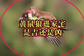 黄鼠狼进家代表啥意思呢?是“吉“还是“凶“呢？看完你就知道了