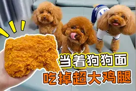 主人给狗狗吃一小口肉，自己吃掉超级大块，小泰迪有什么反应？视频封面