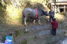 一对年过八旬的夫妇，带着从小养到大的牛来参加友谊赛！视频封面