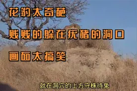 花豹太奇葩，贱贱的躲在疣猪的洞口，画面太搞笑视频封面