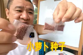 园艺人家庭种菜网购菜种子，淘宝和拼多多体验有什么不同？视频封面