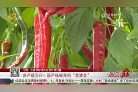 寿光菜博会亮点纷呈，国产线椒色泽亮丽、抗病性强，可亩产超万斤