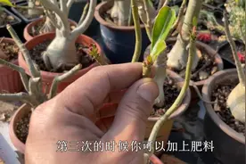 沙漠玫瑰太好养，只要记住简单“几步”，就能长新芽，无叶开爆盆视频封面