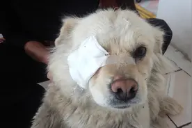 流浪狗争夺地盘，受伤了，老妈全力以赴给治疗视频封面