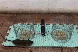 不愁抓老鼠，自制电击捕鼠神器，瞬间电晕老鼠，制作简单详细教程