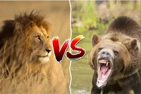 狮子vs灰熊，究竟是“万兽之王”更厉害，还是“美洲霸主”更牛？视频封面