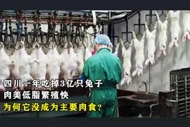 四川一年吃掉3亿只兔子，肉美低脂繁殖快，为何它不是主要肉食？视频封面