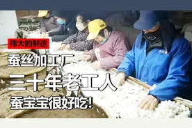 实拍30年蚕丝加工厂！丝绸原来是这样织出来的