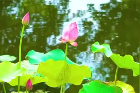 撑不住的时候能够说“我好累”，但永远也不要说“我不行”。视频封面