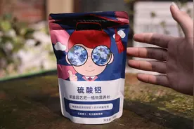 怎么让绣球开出蓝色花？园艺师教你，用硫酸铝，给绣球花调蓝