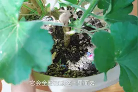 一窝端掉花盆里虫害的时间来了，把握好！视频封面