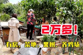 云南四季如春养老避暑房，2万多有房有院有果树，还有菜地能养鸡