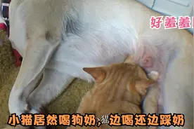 狗狗和小猫居然是母子关系？小猫你喝奶就喝奶你还踩奶，笑死我了