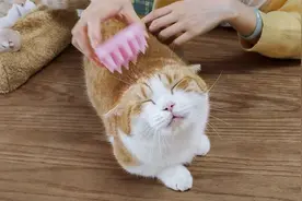 女主人给猫做按摩，猫咪爽到眯眼，猫：不要停！