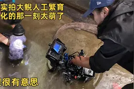 泡泡张家界实拍大鲵人工繁育，卵孵化那一刻太萌了，过程很有意思