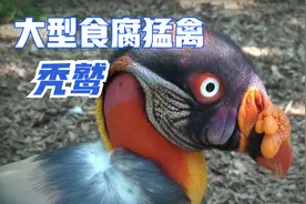 秃鹫，表面看长相丑陋邋遢，其实它是生态的平衡者！视频封面