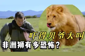 非洲狮吓得贝爷落荒而逃，最后却被贝爷徒手抓住！纪录片荒野求生视频封面