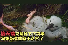 信天翁雏鸟被风吹下了鸟巢，鸟妈竟然就不认识它了，原因令人咋舌