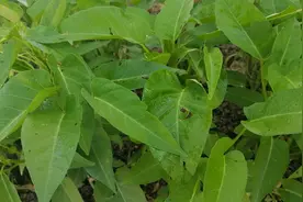 蔬菜叶片有虫子不要慌！不打农药，只需撒一把它？虫子自动消失