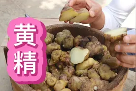 黄精加工方法：不能九蒸九晒那就一蒸一晒吧，其实鲜的煲汤也不错视频封面