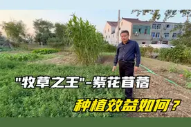 紫花苜蓿种植效益如何？它耐寒耐旱、但不耐涝，种植要注意这两点视频封面