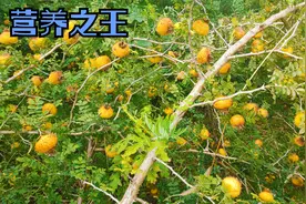 生长在大山里的果子，说它是营养之王一点也不为过，有多少人认识视频封面