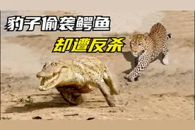 巨鳄被美洲虎偷袭，仅1秒美洲虎就被爆头撕成肉片，镜头拍下画面视频封面