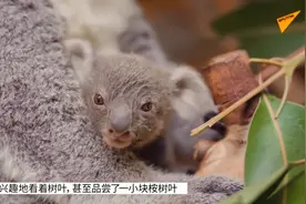 小考拉首次探出育儿袋 俘获全球成千上万网友心视频封面