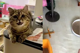 猫咪贪玩打开水龙头，导致两户人家被淹，最后猫因颜值高没有挨揍