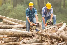 国外伐木工月入十万以上,但每年应聘的人却不多，看完就知道了！视频封面