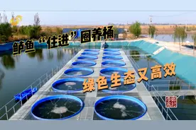 在圈养桶里养鲈鱼，生态又高效，一桶能赚三万块！视频封面