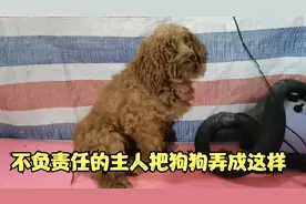 刚救助的流浪狗，经过老五细心照顾和打理，摇身一变大变样视频封面