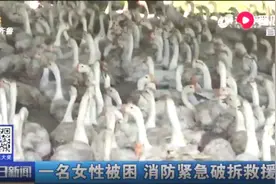 突发！京台高速齐河段一货车侧翻，2600只大鹅撒满地损失20多万视频封面