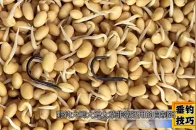 野钓大鲫大鲤大草根本不用买饵料，这款自制饵，做一次能用很久视频封面