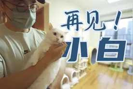 在寺庙捡到的流浪猫，终于到新家了，愿你今后没有苦难，活得简单视频封面