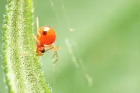 地里螨虫难治？试试这个方法，用法简单，效果好！视频封面