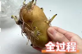 发芽的土豆先别扔，像我这样种下，可能有意外收获！视频封面