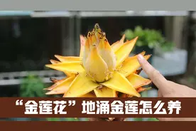 一朵金莲花，开花持续180天，它就是地涌金莲，园艺师教你怎么养视频封面
