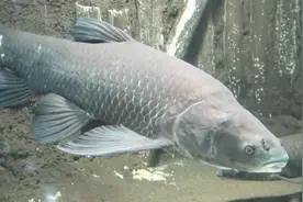 10元一斤不够卖的青鱼，被美国人认为是水害，钓上来也不吃视频封面